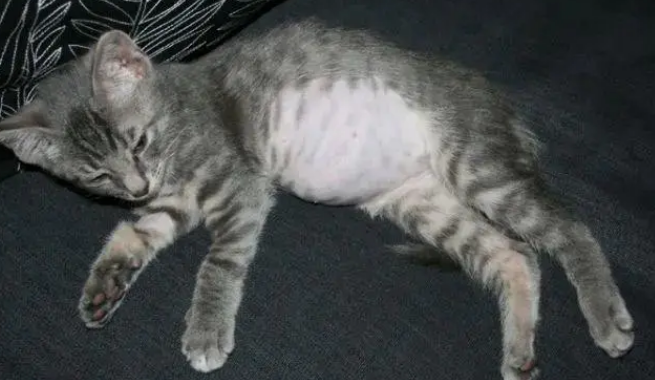 小猫为什么会腹胀?小猫肚子胀是什么原因? 小猫为什么会腹胀?小猫肚子胀是什么原因?