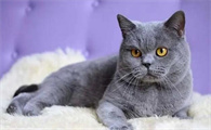 宠物猫的品种价格