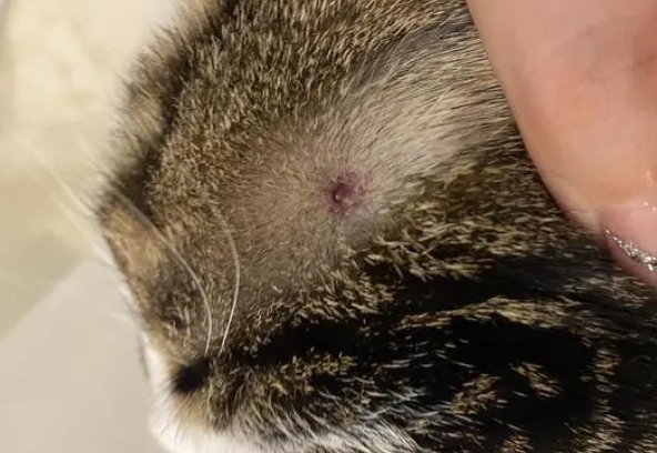 猫咪头上长了红色的疙瘩是怎么回事啊