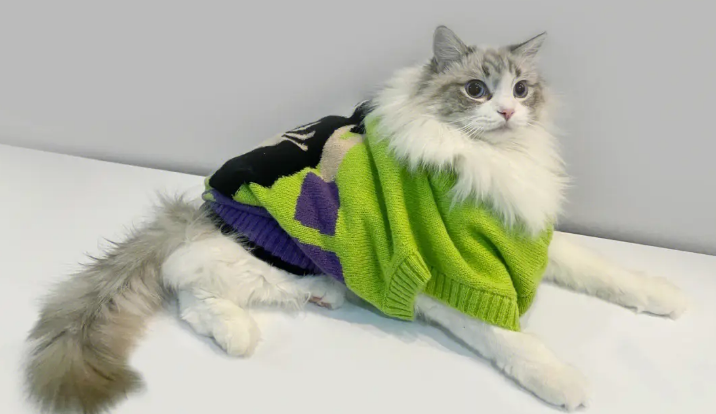 猫咪毛衣怎么织 猫咪毛衣怎么织