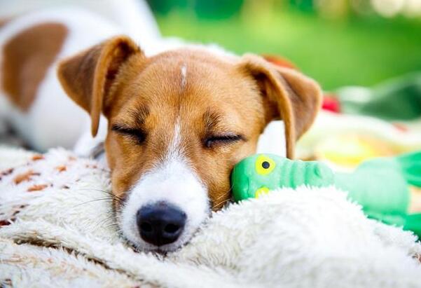 小狗出現这六个病症，表明你陪它的時间太少了，必须关怀了