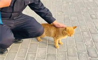 猫值1000被偷了警察会管吗