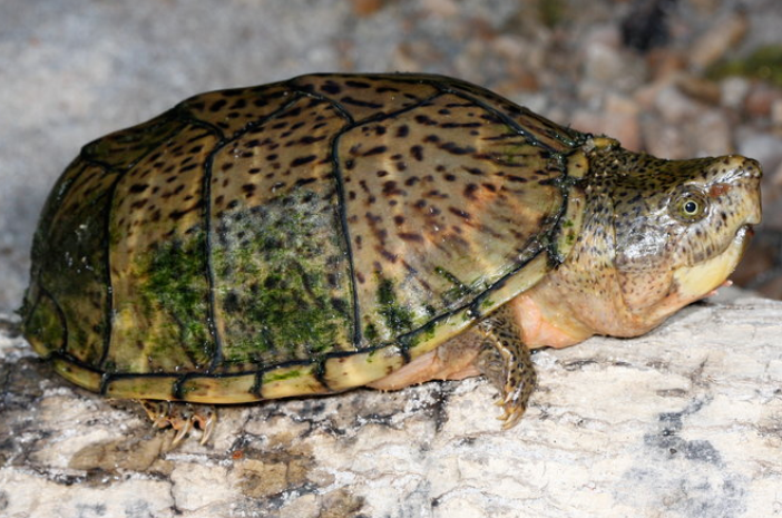 刀背麝香龟几岁成年?快来了解一波