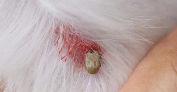狗狗肚子有虫子的症状有哪些啊