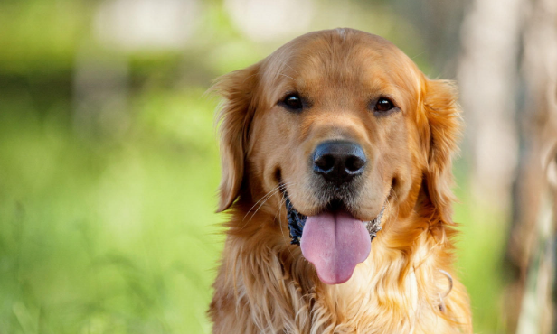合适穷人养的狗划算又易养的招财犬？