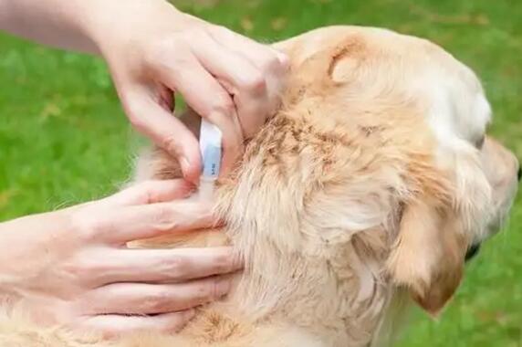 宠物医院做驱虫多少钱
