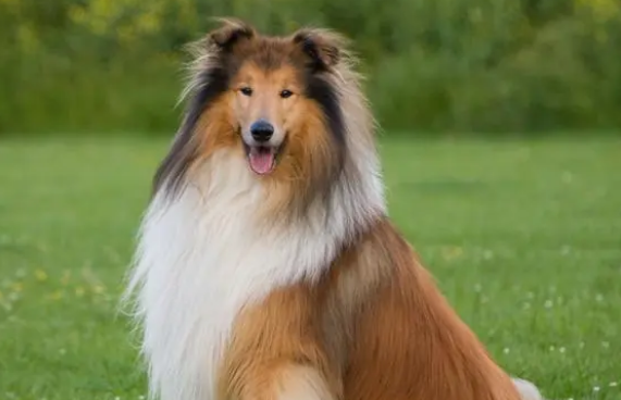 牧羊犬的腿没有力气是什么原因，牧羊犬的腿为什么没有力气