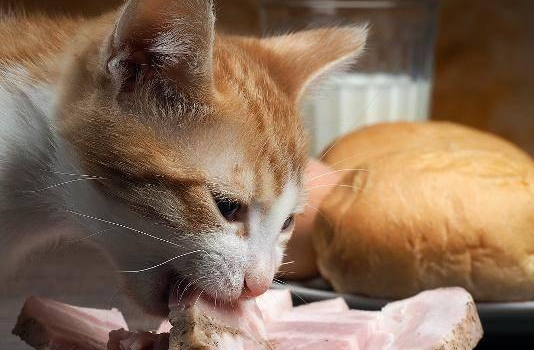 猫咪不能吃哪些食物?什么食物对猫咪有害? 猫咪不能吃哪些食物?什么食物对猫咪有害?