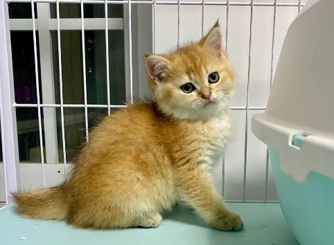 金渐层猫舍哪家好