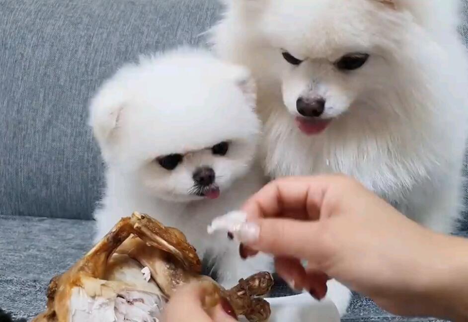 博美如何喂养狗粮视频 博美如何喂养狗粮视频