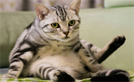 普通美短猫多少钱一只