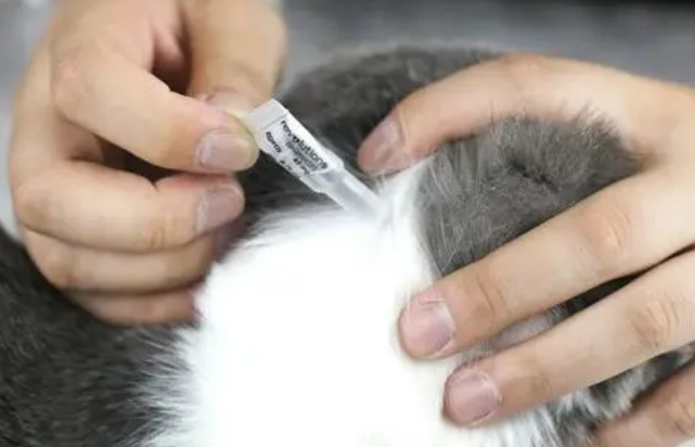 猫体外驱虫用什么药比较好啊