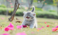 想要骨骼健康，维生素D与猫咪健康！