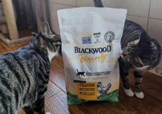 Blackwood珀萃｜猪咪养成记，选对猫粮很关键