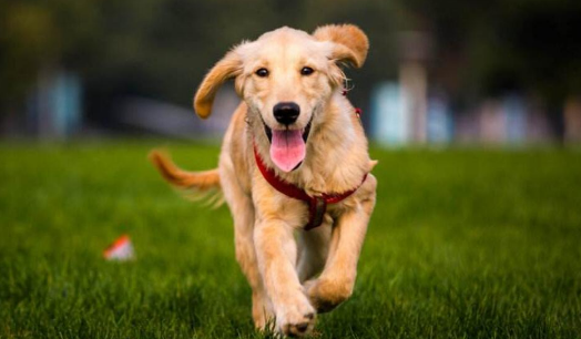 老龄犬心肺衰竭的症状有哪些？