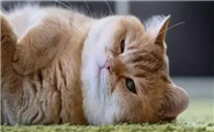 猫咪呼吸急促肚子起伏很快速是怎么了