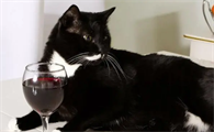 猫喝了酒会出现什么状况