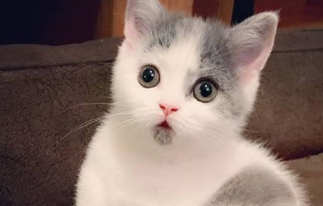 养猫需要注意这些点! 养猫需要注意这些点!