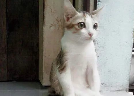 猫咪脾气很臭怎么办？不能再纵容它了！