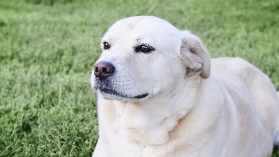 狗狗真的会流眼泪吗？狗狗为何会流眼泪？