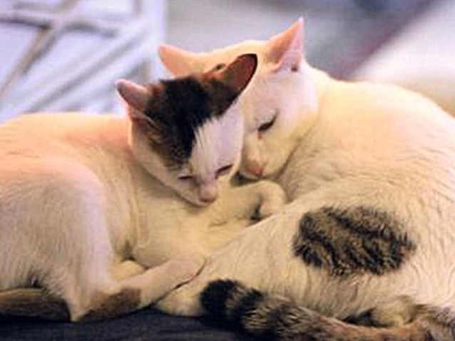 猫会近亲繁殖吗为什么