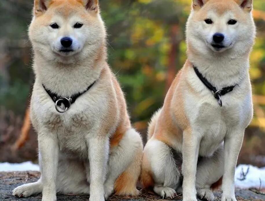 秋田犬的饮食注意事项，看一看