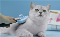 如何给猫猫护肤美容？