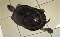 黑颈乌龟是水龟吗？很惊人的！