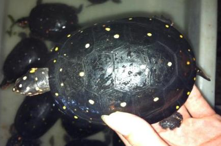 星点水龟可以跟草龟混养吗？