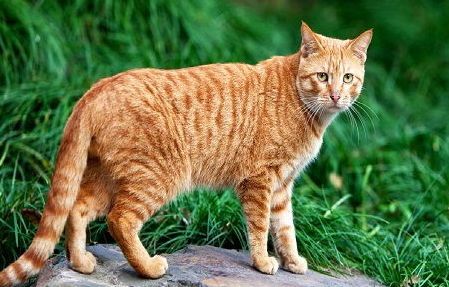 母猫和公猫发情有哪些特征?哪些特征表现? 母猫和公猫发情有哪些特征?哪些特征表现?