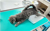 母猫绝育最佳时间是什么时候呢?