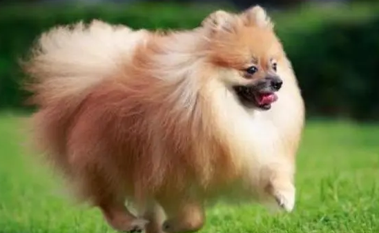 博美犬价格多少钱一只