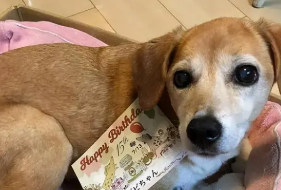 狗在临终前会跟你道别，有这5种主要表现，好好珍惜