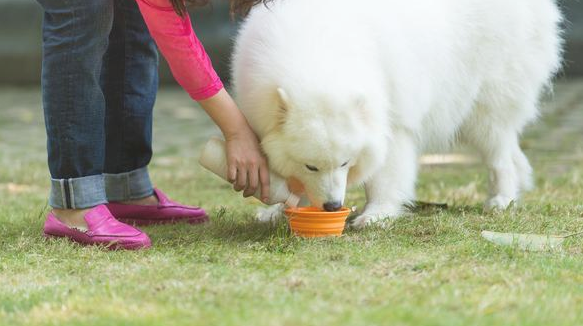 狗狗患上肠胃炎该怎么办?转好的预兆有什么? 狗狗患上肠胃炎该怎么办?转好的预兆有什么?