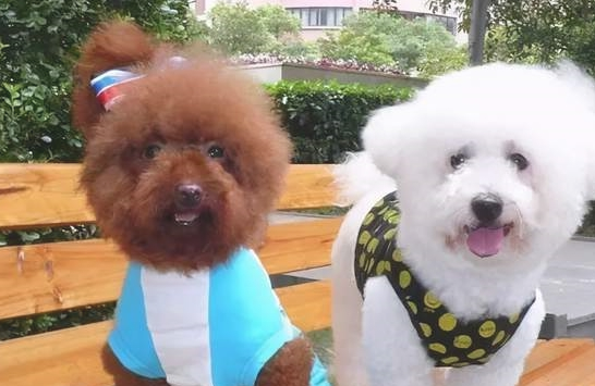 喂养泰迪犬的5大错误观念，轻则“坑”狗，重则“致命性”！
