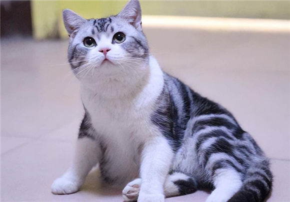 美短猫属于什么档次的