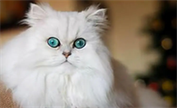 波斯猫比较凶咬人该怎么办？波斯猫训练常识！