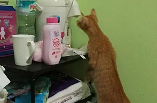 猫咪偷偷溜进婴儿房,怕宝宝会受到伤害,女子跟去后舒了口气 猫咪偷偷溜进婴儿房,怕宝宝会受到伤害,女子跟去后舒了口气