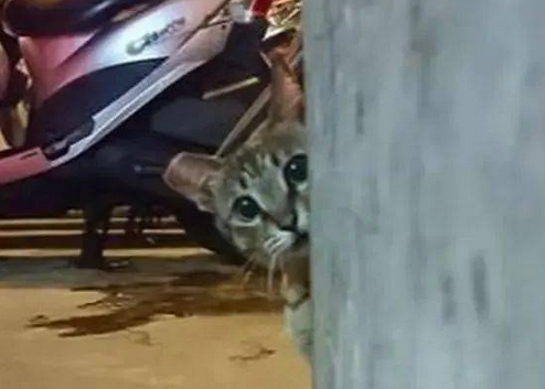 女子故意让零食袋发出声响，下一秒可爱猫头探出