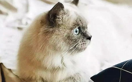 猫咪心脏病能治好吗?猫咪心脏病的血压与射线检查! 猫咪心脏病能治好吗?猫咪心脏病的血压与射线检查!
