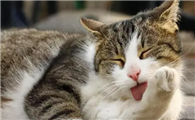 猫咪为什么老是要舔东西