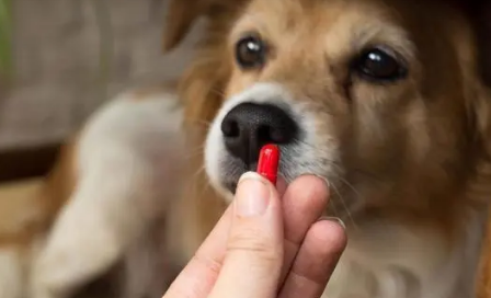 狗狗吃驱虫药多长时间见效 狗狗吃驱虫药多长时间见效