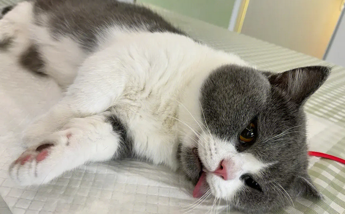 猫咪绝育后鸡一直出来