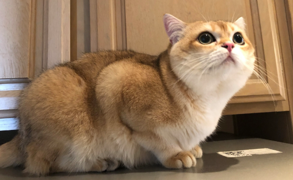 世界顶级金渐层猫舍