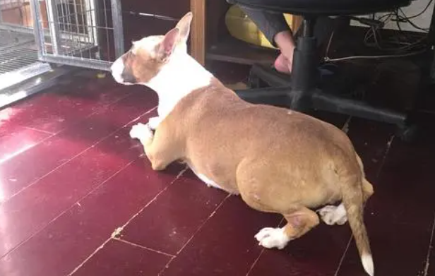金寨:线上买来萌犬变病犬 金寨:线上买来萌犬变病犬