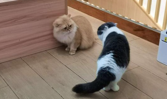 猫咪晚上为什么不让摸尾巴 猫咪晚上为什么不让摸尾巴