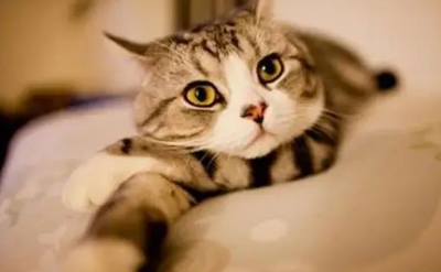 为什么会讨厌可爱的猫咪的原因