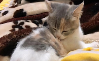 为什么猫咪会吃木屑