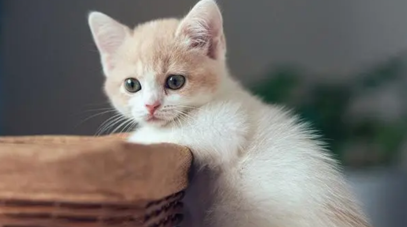 猫的图片大全可爱