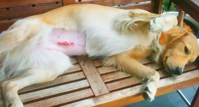 母犬绝育的好处与坏处,看看有哪些 母犬绝育的好处与坏处,看看有哪些
